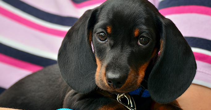 DACHSHUND cachorro