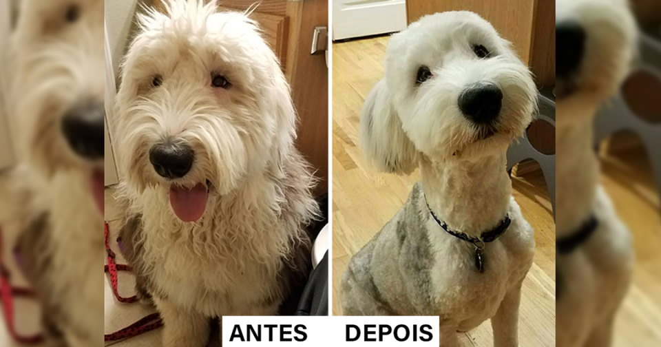 antes e depois desses cachorros 2