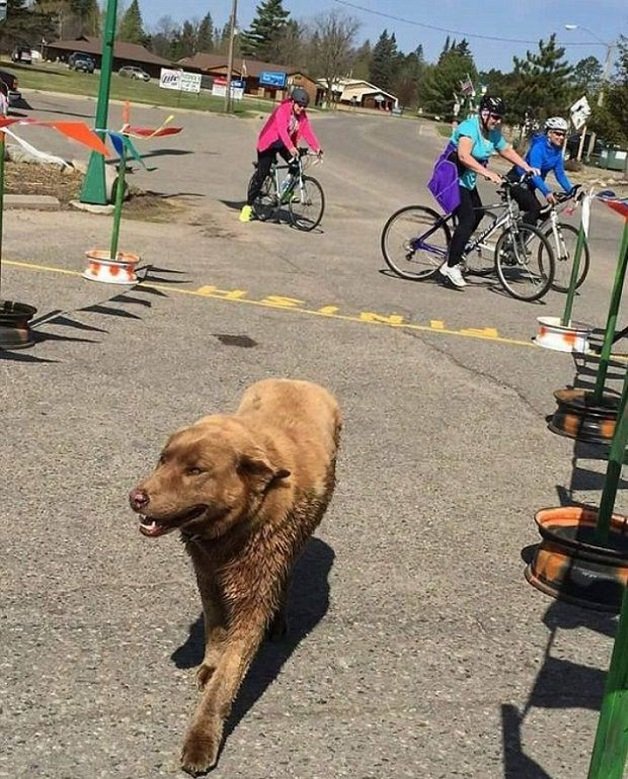 cachorro simpatico