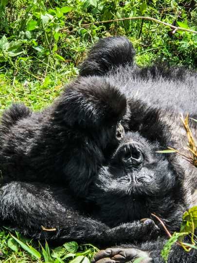 Silvana Tinelli com gorilas em Ruanda (4)