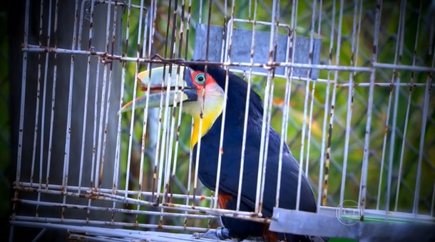 tucano de bico quebrado