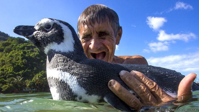 A emocionante história do pinguim Dindin e seu amigo João • Silvana Tinelli