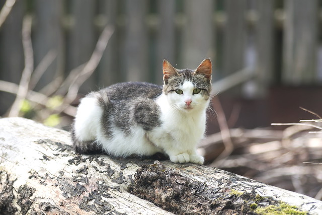 Gatos sabem quando são chamados (2)