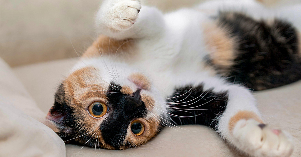 toxoplasmose não é culpa só dos gatos