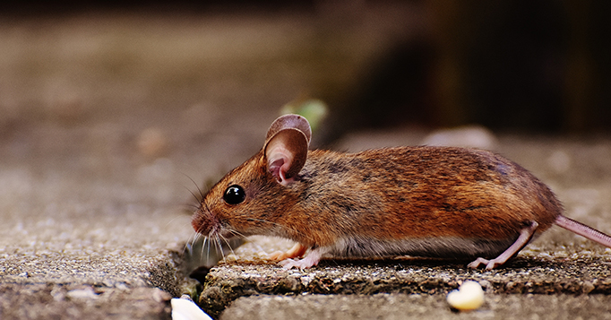 ratos de laboratorio