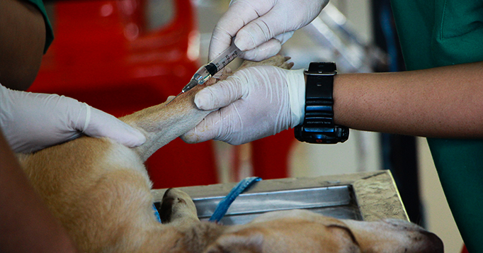 uso veterinário de canabidiol