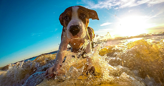 cachorros surfistas