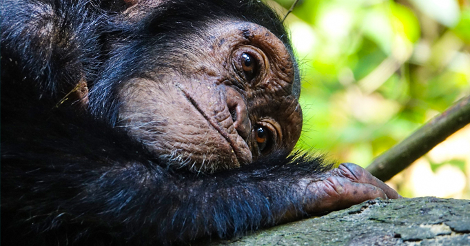 macacos para entender o autismo