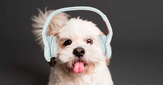 musica para aliviar o estresse de pets