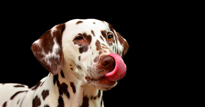 dar reme?dio para cachorro e gato