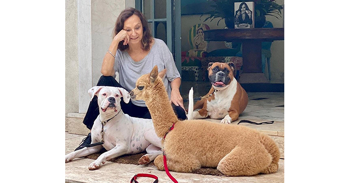 companhia dos animais em tempos de quarentena