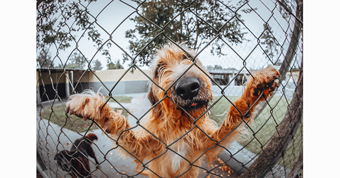 aumento de adoções de pets