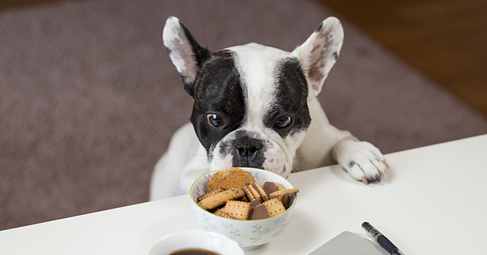 alimentação dos pets na quarentena