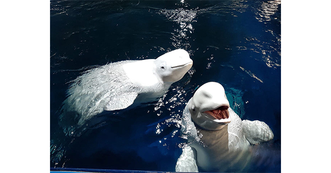 baleias belugas