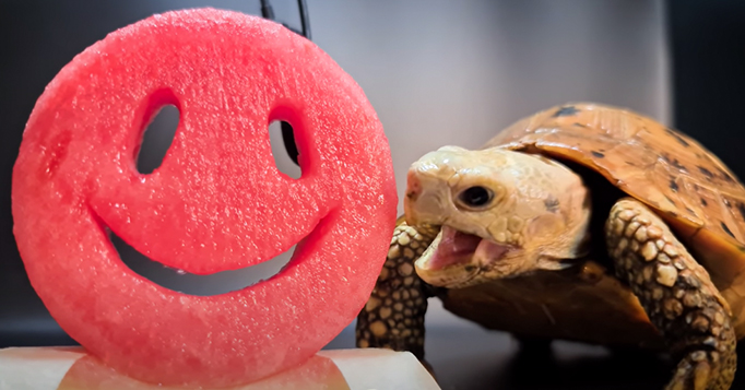 ASMR + pets: puro relaxamento!