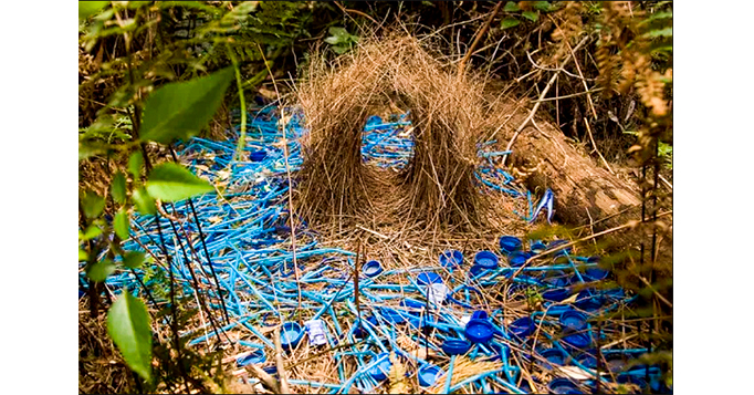 Curiosidades da natureza: o pássaro-jardineiro