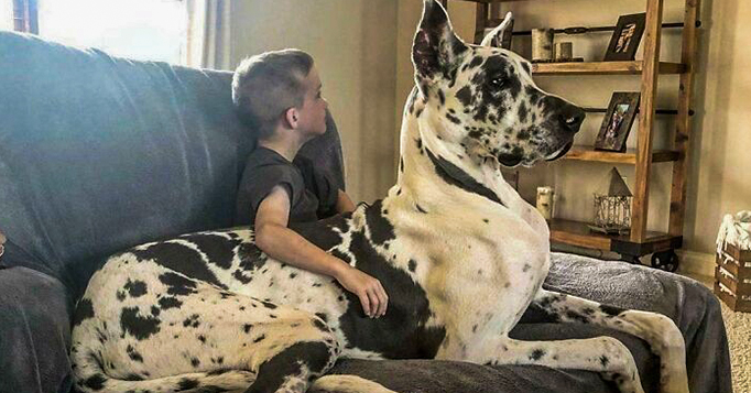 Cachorros gigantes em fotos engraçadas
