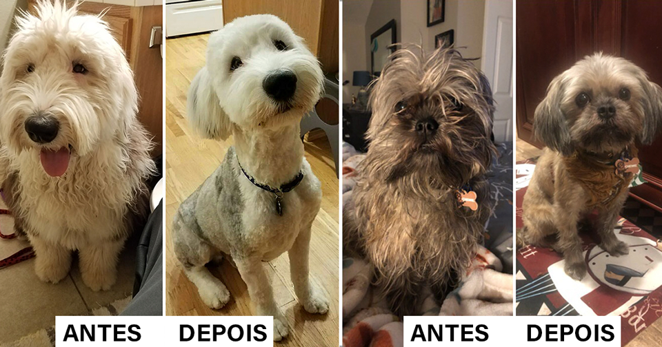 antes e depois desses cachorros