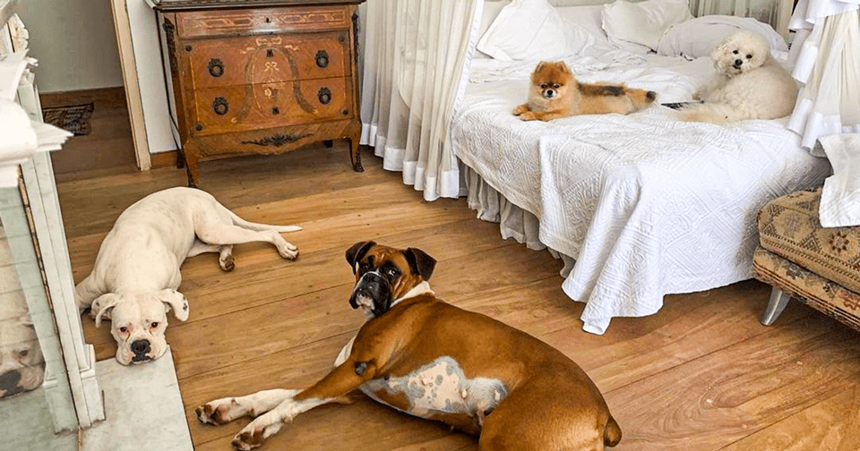 Cachorro pode dormir na cama do tutor ENQUADRAMENTO-FOTO.