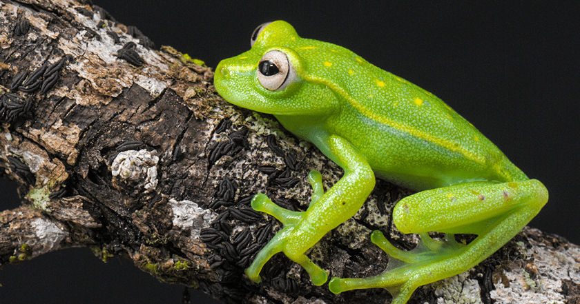 Animais que só existem no Brasil